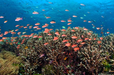 Ngắm san hô ở biển Cát Bà