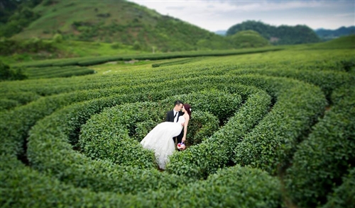 Chụp ảnh cưới tại đồi chè Mộc Châu