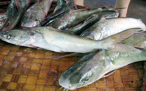 Cá Ba Gai Hạ Long