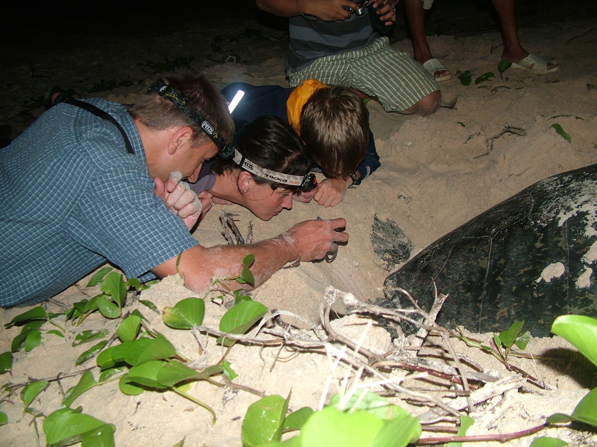 Các du khách đang rất chăm chú quan sát rùa đẻ trứng tại Côn Đảo | Ảnh: Ticotravel